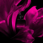 Imagen de Shakira Fucsia Elixir Women Edp 80 ml