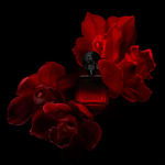 Imagen de Shakira Rojo Elixir Women Edp 80 ml